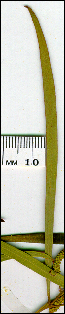 Acacia Doratoxylon (Spearwood, Lancewood, Myall) - Close-up