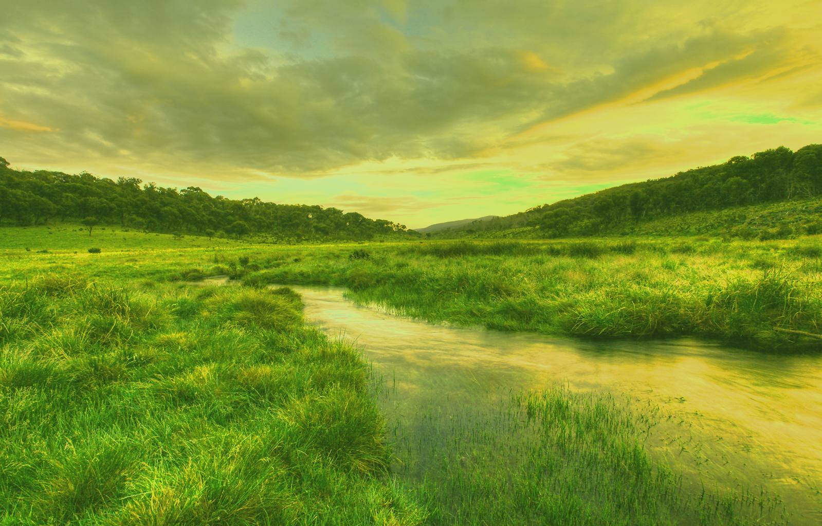 Australian Rural Wetlands - Woolshed Thurgoona Landcare