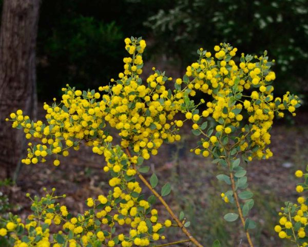 Acacia Brachybotrya plant