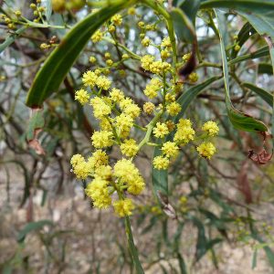 Acacia difformis flower