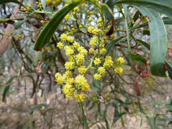 Acacia difformis flower