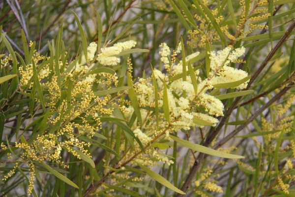 Acacia doratoxylon plant