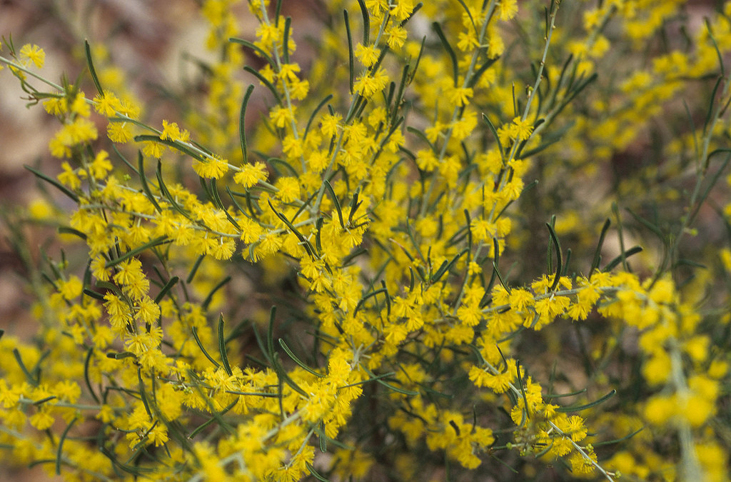 Acacia flexifolia flowers