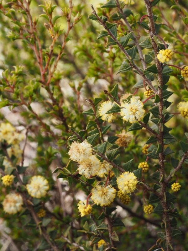 Acacia gunnii plant