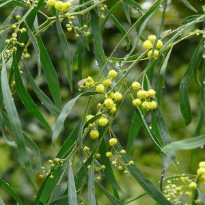 Acacia hakeoides flowers