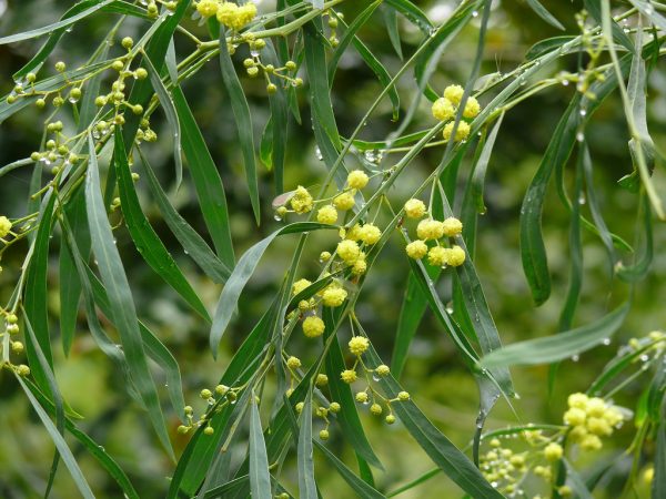 Acacia hakeoides flowers