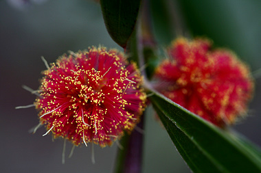 Acacia leprosa flower