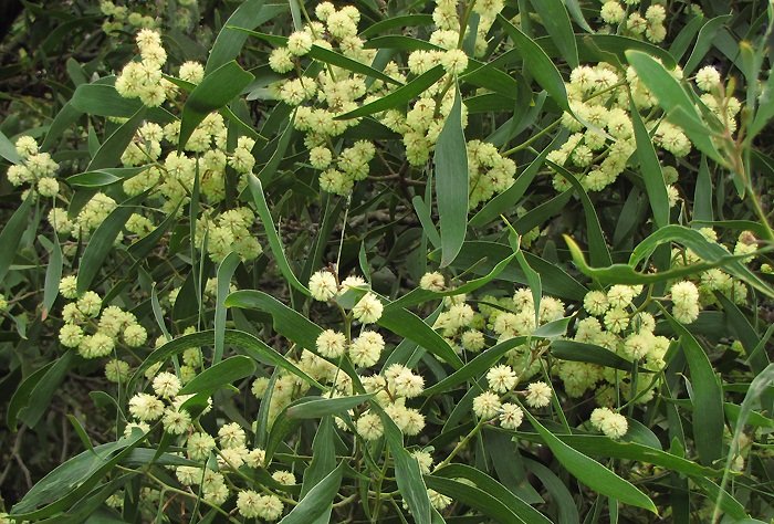 Acacia melanoxylon flowers