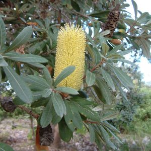 Banksia_integrifolia flower