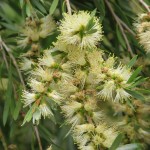 Callistemon sieberi flower
