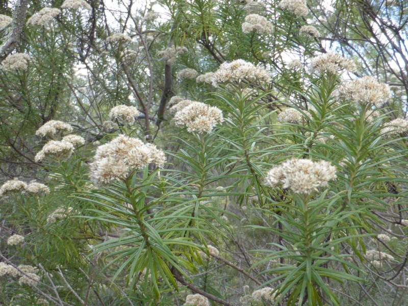 Cassinia longifolia (base)
