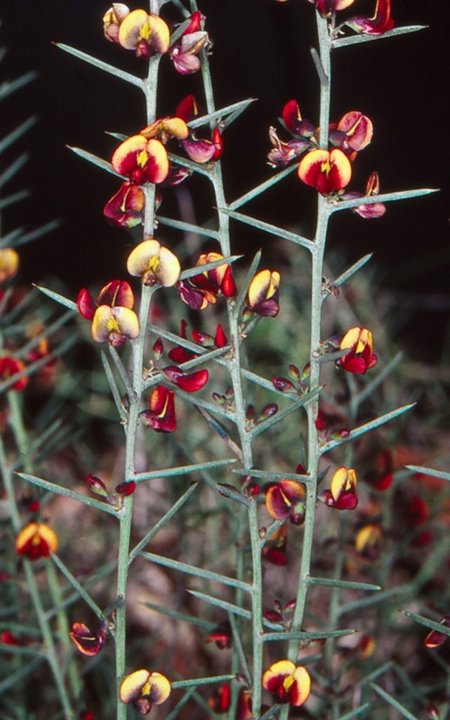 Daviesia genistifolia plant