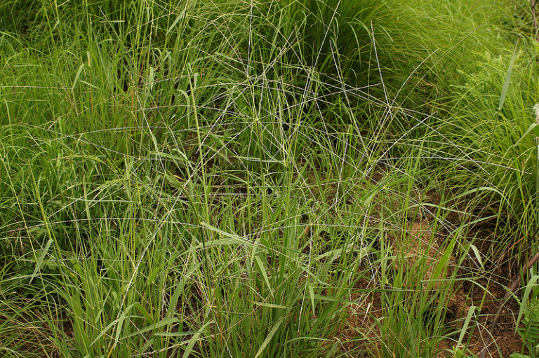 Umbrella Grass | WT Landcare Flora Index