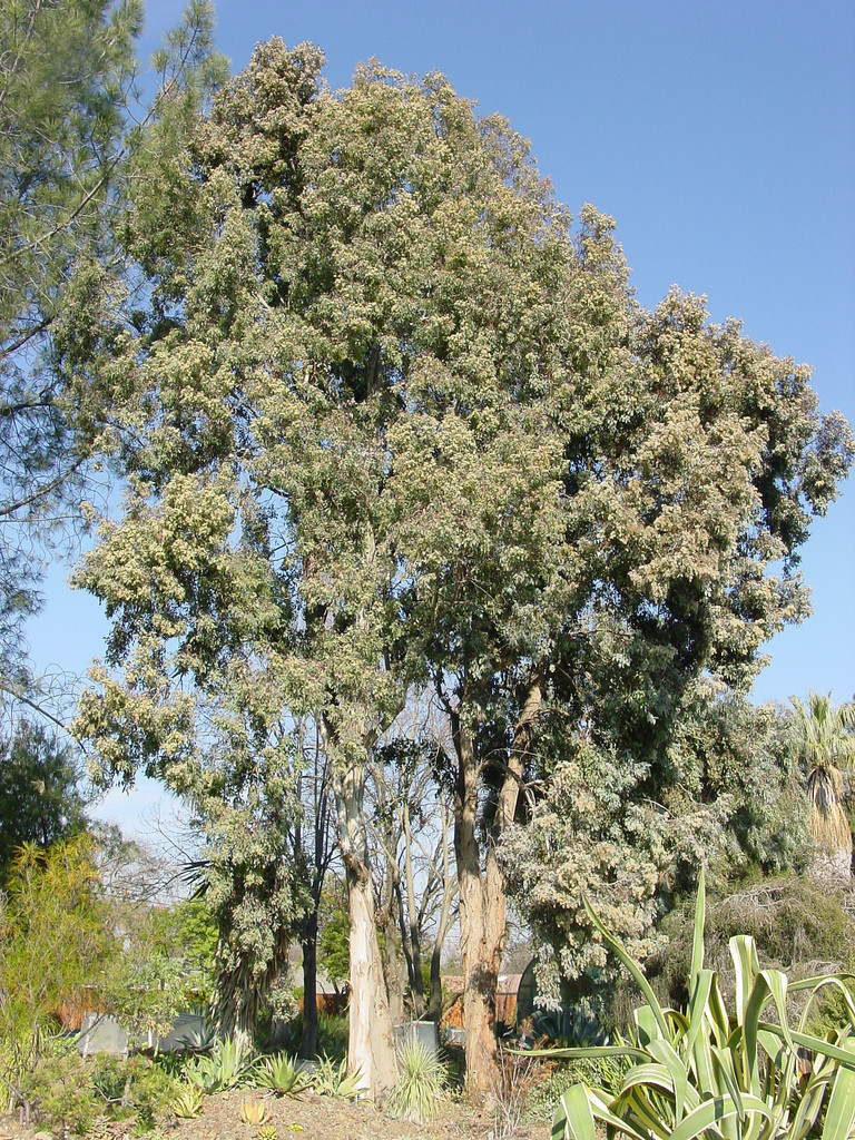 Eucalyptus polyanthemos flora plant