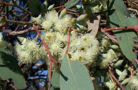 Eucalyptus albens flora flowers