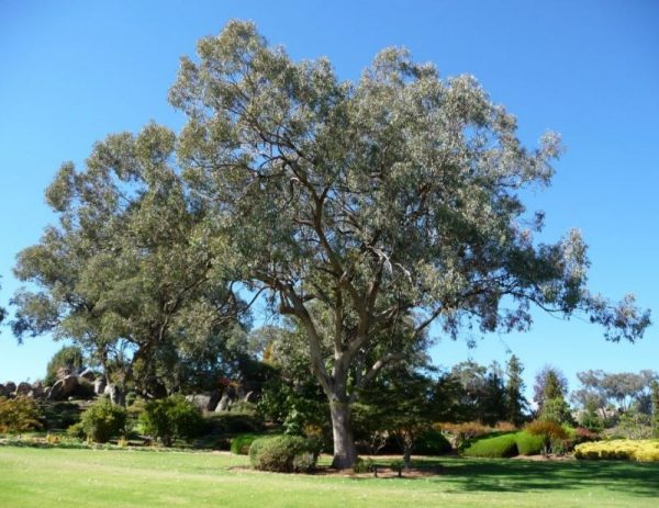 Eucalyptus albens plant