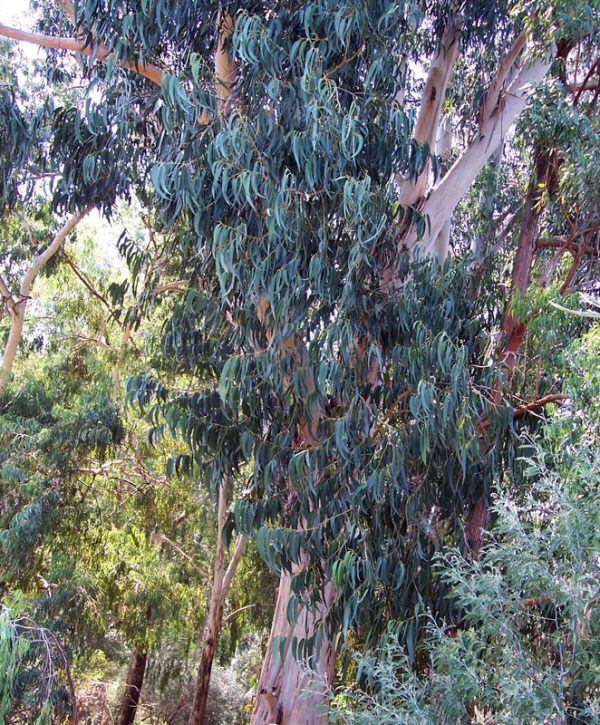 Eucalyptus bicostata plant