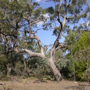 Eucalyptus bridgesiana plant