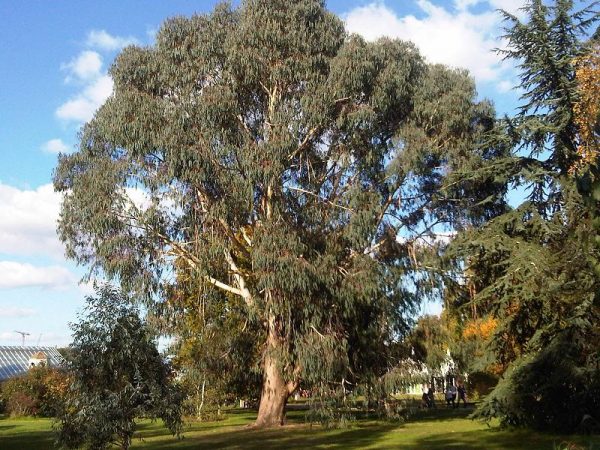 Eucalyptus dalrympleana plant