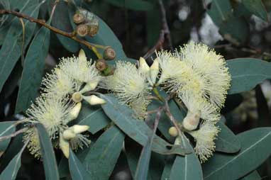 Eucalyptus dealbata flower