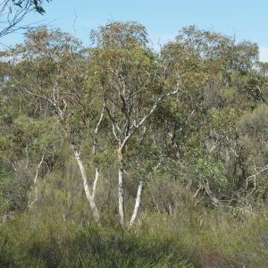 Eucalyptus dwyeri tree