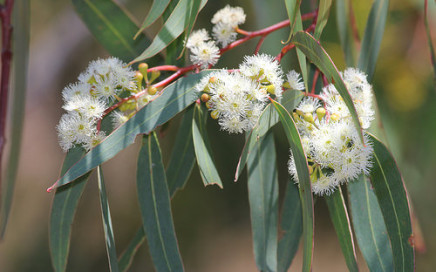Eucalyptus mannifera flowers