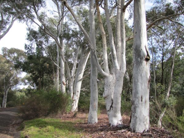 Eucalyptus mannifera plant