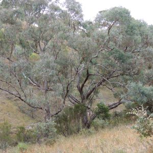 Eucalyptus nortonii plant