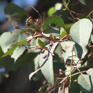 Eucalyptus polyanthemos leaves