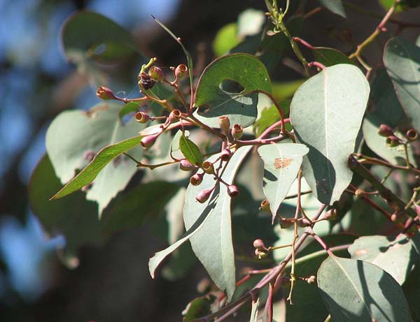 Eucalyptus polyanthemos flora leaves