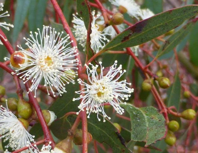 Eucalyptus rubida flora flowers