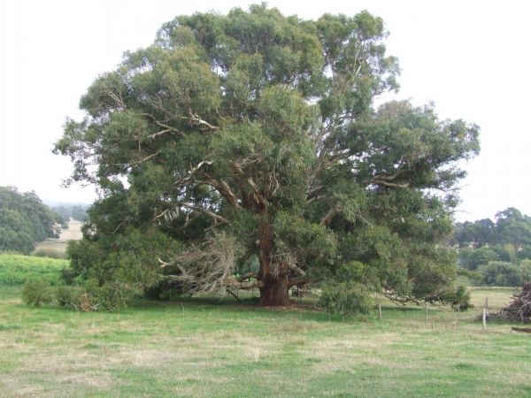 Eucalyptus rubida flora plant