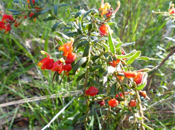 Grevillea alpina plant