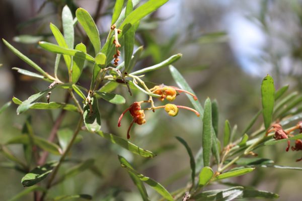 Grevillea floribunda plant