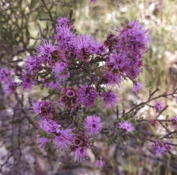 Kunzea parvifolia flowers