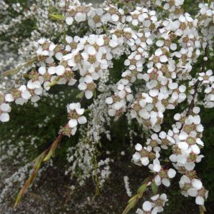 Leptospermum brevipes flowers