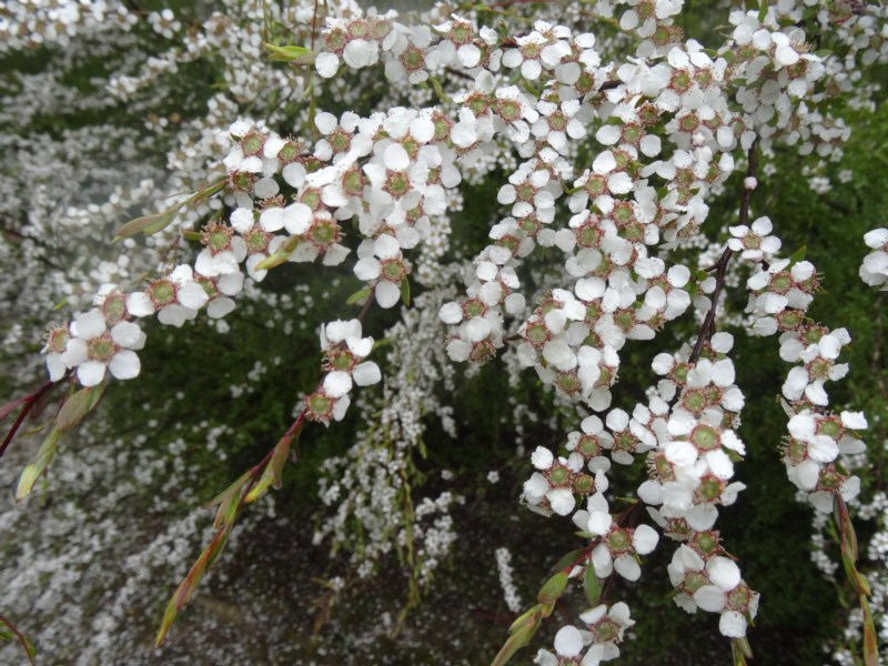 Leptospermum brevipes flowers