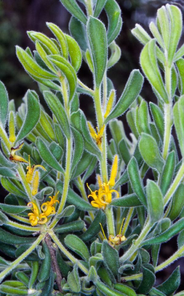 Persoonia rigida plant