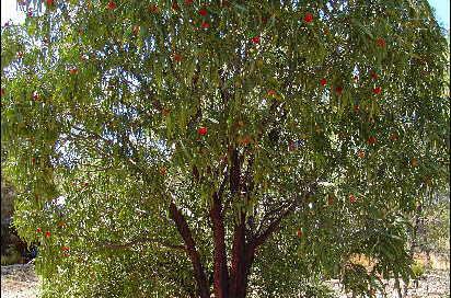 Santalum acuminatum plant