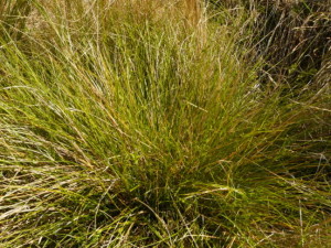 Knob Sedge | WT Landcare Flora Index