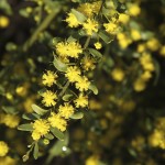 Acacia acinacea flora ALA source