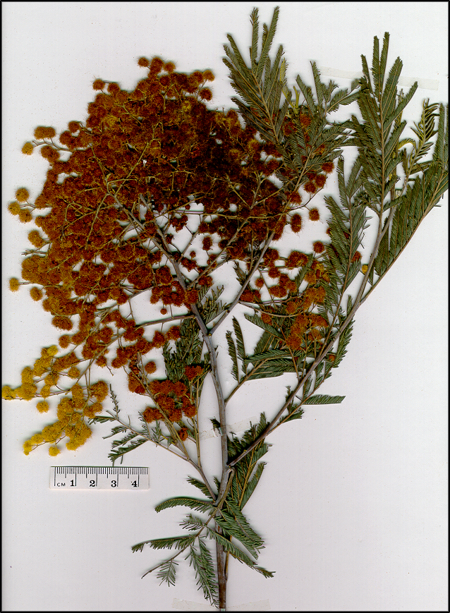 Acacia dealbata (base)