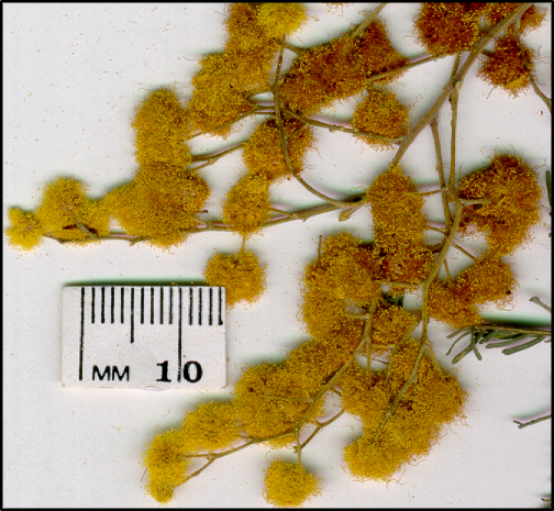 Acacia dealbata (f)
