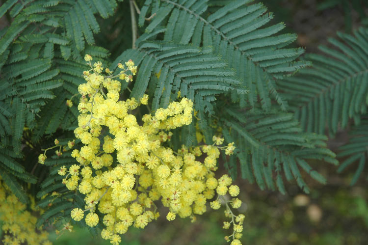 Acacia dealbata flora ALA source