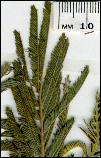 Acacia dealbata (l)