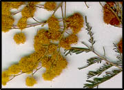 Acacia dealbata (lq)