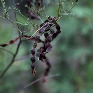 Acacia deanei subsp paucijuga flora ALA source