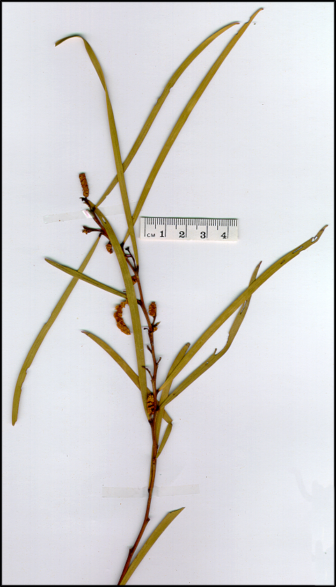 Acacia doratoxylon (base)