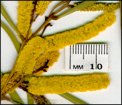 Acacia doratoxylon (f)