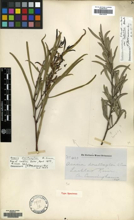 Acacia doratoxylon flora ALA source